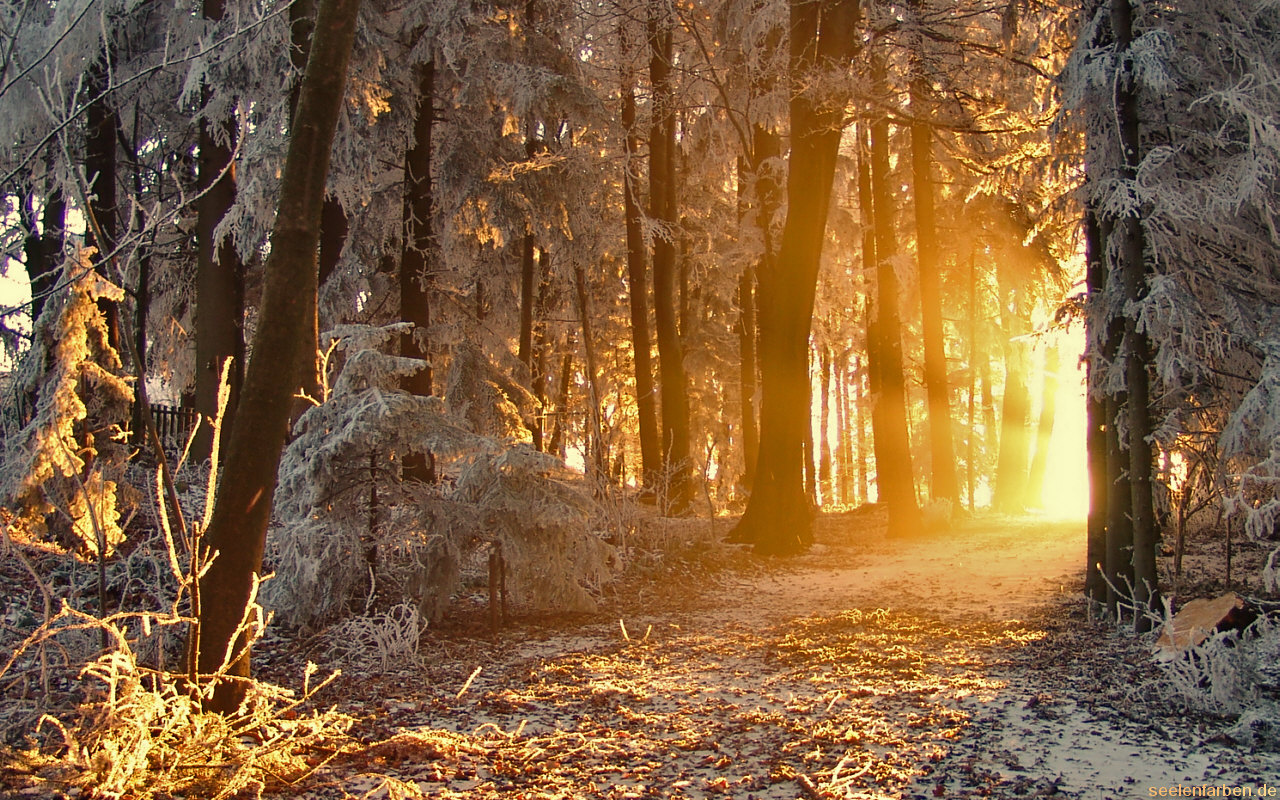 Winter Wald Licht Stimmung Stimmungsvoll